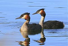 Great Crested Grebe